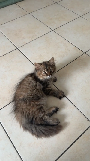 wunderschönes britisch langhaar kitten 12 wochen 