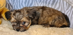 Wunderschöner Havaneser Welpe Rüde sucht Familienanschluss