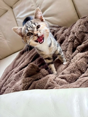 Hallo zusammen, ich verkaufe meine Katze wegen Umzug! 