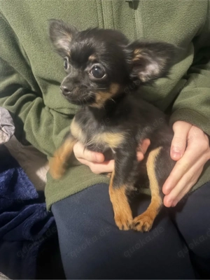 chihuahua weibchen 4 monate 