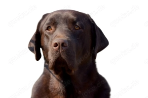 Labrador Deckrüde Showlinie 