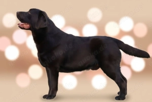Labrador Deckrüde Showlinie 
