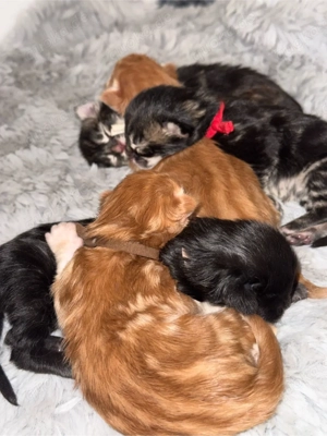 Maine Coon Kitten aus liebevoller Familie