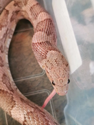 1,0 Anery Strawberry Masque Kornnatter 