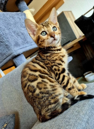Geimpft und sehr Süße reinrassiger Bengal Kittens 