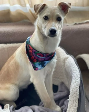 MELISSA - Zuhause gesucht (wartet in Rumänien)