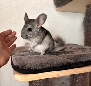 Chinchilla weibchen 