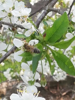 Wabenhonig mit Rähmchen zu verkaufen