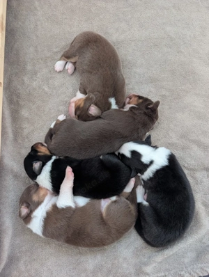 Australian Shepherd Welpen 