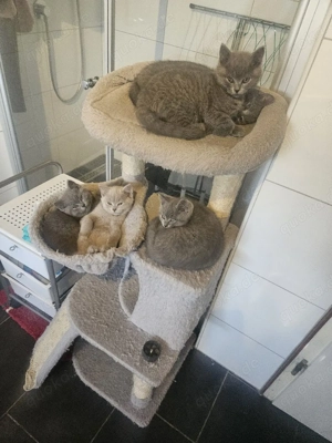 bkh kitten Britisch Kurzhaar abgabebereit