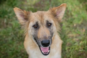 *NALA* bringt alles mit, was eine Familienhündin ausmacht. 