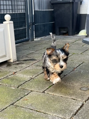 Merl welpen dürfen ausziehen