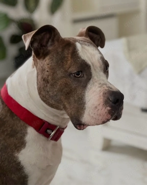 Liebe American Bully Hündin sucht Familie