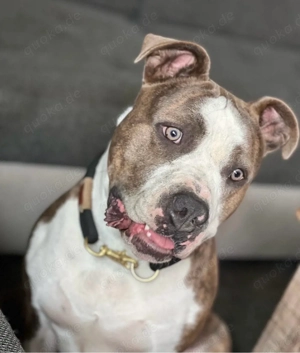 Liebe American Bully Hündin sucht Familie