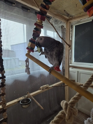 Graupapagei Weibchen 