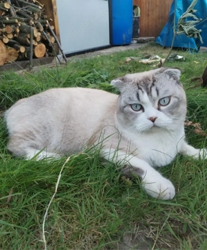 wünderschönes katze 