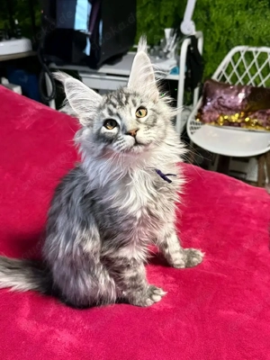 Wunderschöne Maine Coon Kitten zu verkaufen   