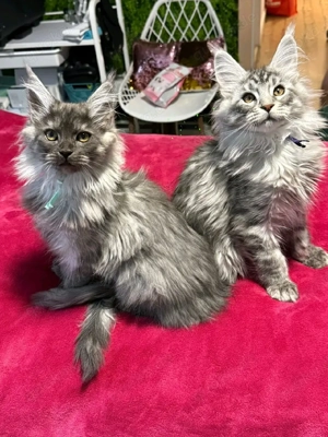 Wunderschöne Maine Coon Kitten zu verkaufen   