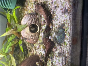 Braune Antennenwels-Babys (Ancistrus)