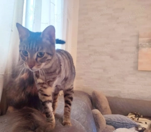 Kätzchen aus dem Tierschutz Bild 9