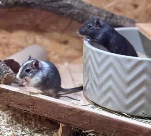 Rennmäuse (2 Weibchen)