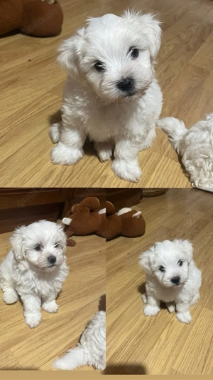 Drei zuckersüße Welpen suchen neues Zuhause