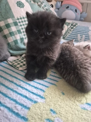 BKH Kitten (4 weiblich)noch 1 frei