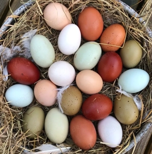 Bruteier Hühner Buntleger