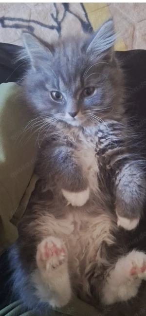 BLH Mädchen 14 Wochen