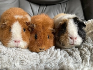 Meerschweinchen suchen ein neues Zuhause 