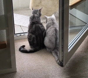 2 liebevolle katzen abzugeben