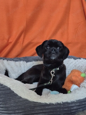 Mops Retromops Welpe