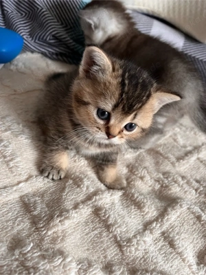 Wunderschöne Bkh Kitten zu verkaufen 