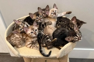 Wunderschöne reinrassige Bengal Kitten suchen ein liebevolles Zuhause 