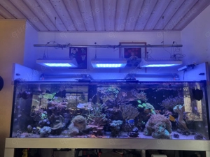 Meerwasseraquarium 210x70x65 