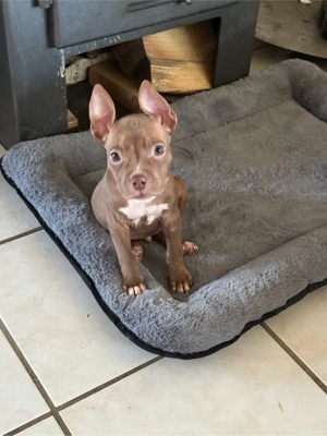 American Pocket Bully Rüde 