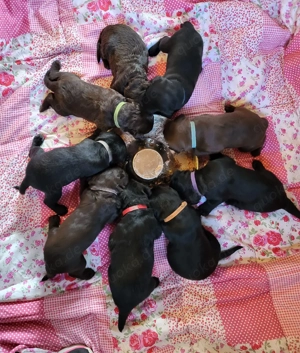 9 Süße Doodel Welpen 