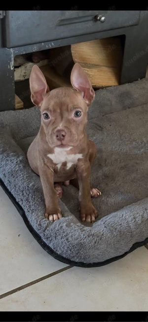 American Pocket Bully Rüde 