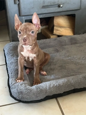 American Pocket Bully Rüde 