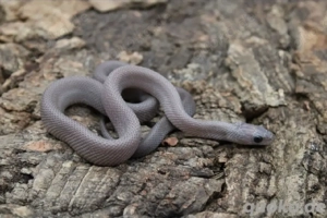 Kornnattern ENZ 2025