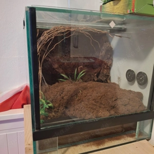 Lasiodora parahybana adult 0.1 inkl. Terrarium
