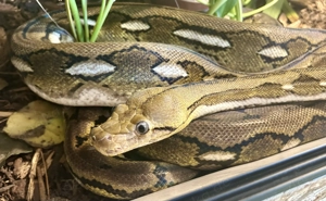 0,1 Netzpython SD Platinum Tiger Anery 