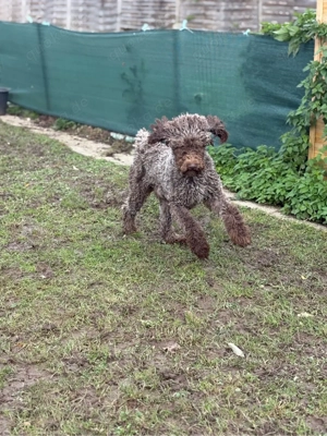 großer Brauner Königspudel Großpudel Rüde