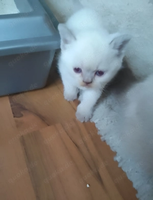 Vier süße BKH reinrassig  Bild 3