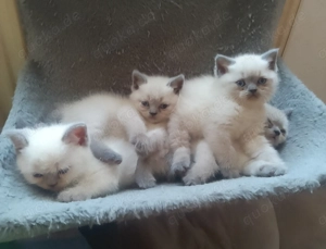 Vier süße BKH reinrassig  Bild 2