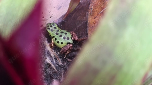 Eigene Nachzucht Oophaga pumilio "Colon" - 0.0.1