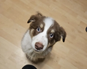 Austrailian Shepherd Welpe Hündin 