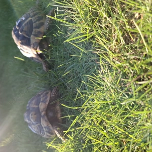 Griechische Landschildkröten 8 jahre