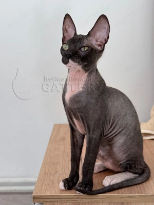 Süße Don Sphynx Kätzchen mit Schnurrhaaren