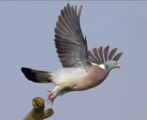 SUCHE Geflügel, Kaninchen, Ratten und Mäuse